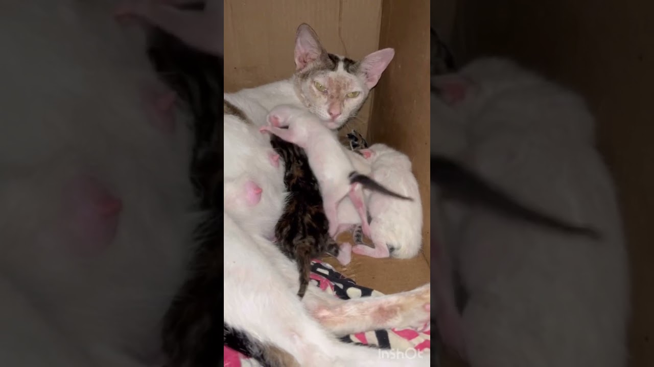 Cute newborn kittens fighting for mother's milk | 01 |