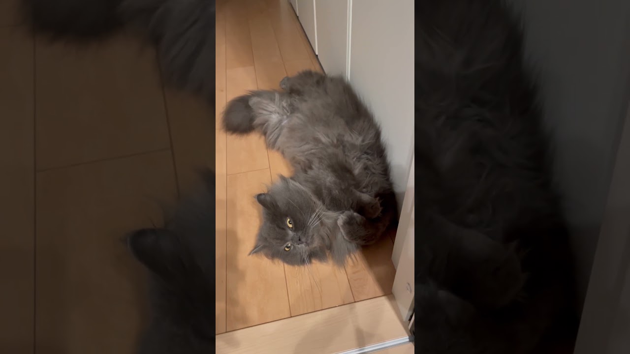 ヘソ天に捻りを加えるラガマフィン #猫のいる暮らし #猫動画 #ラガマフィン