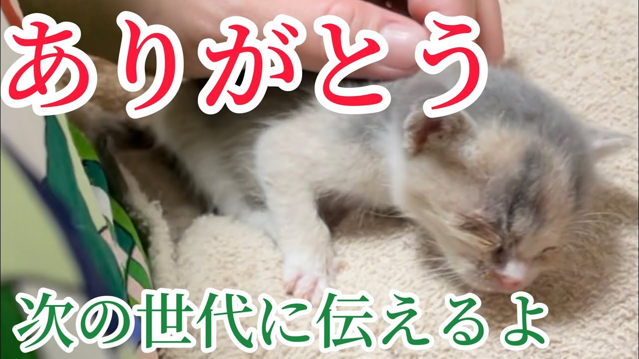 命のバトン。ありがとう君の分も精一杯生きるからね【手のひらサイズの子猫保護】
