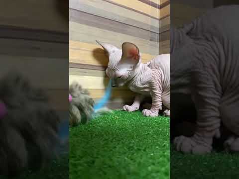 スフィンクス シールポイントの女の子♪