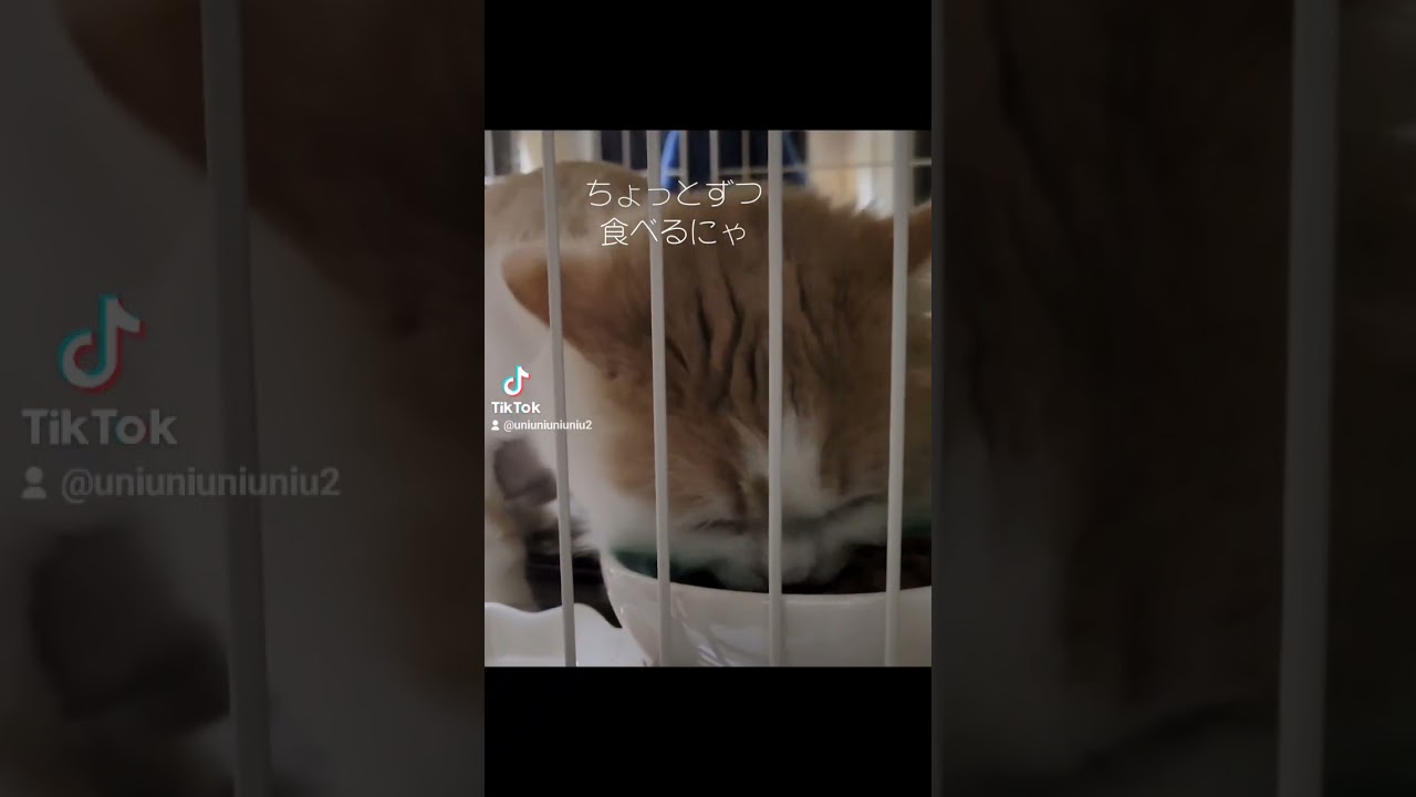子猫のうみゃうみゃご飯タイム #ラガマフィン #猫動画 #cat #子猫 #癒し #ローカルカンピオーネ
