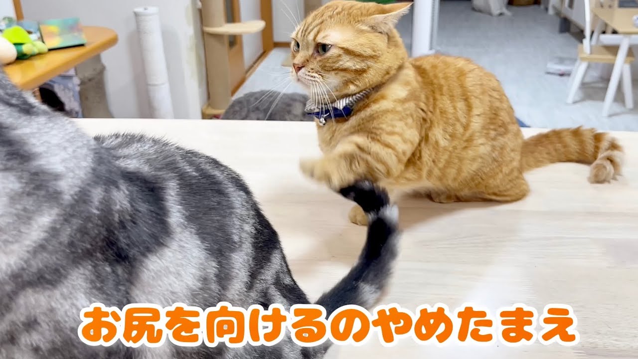 クロくんにお尻向けられてばかりの茶々パパが...