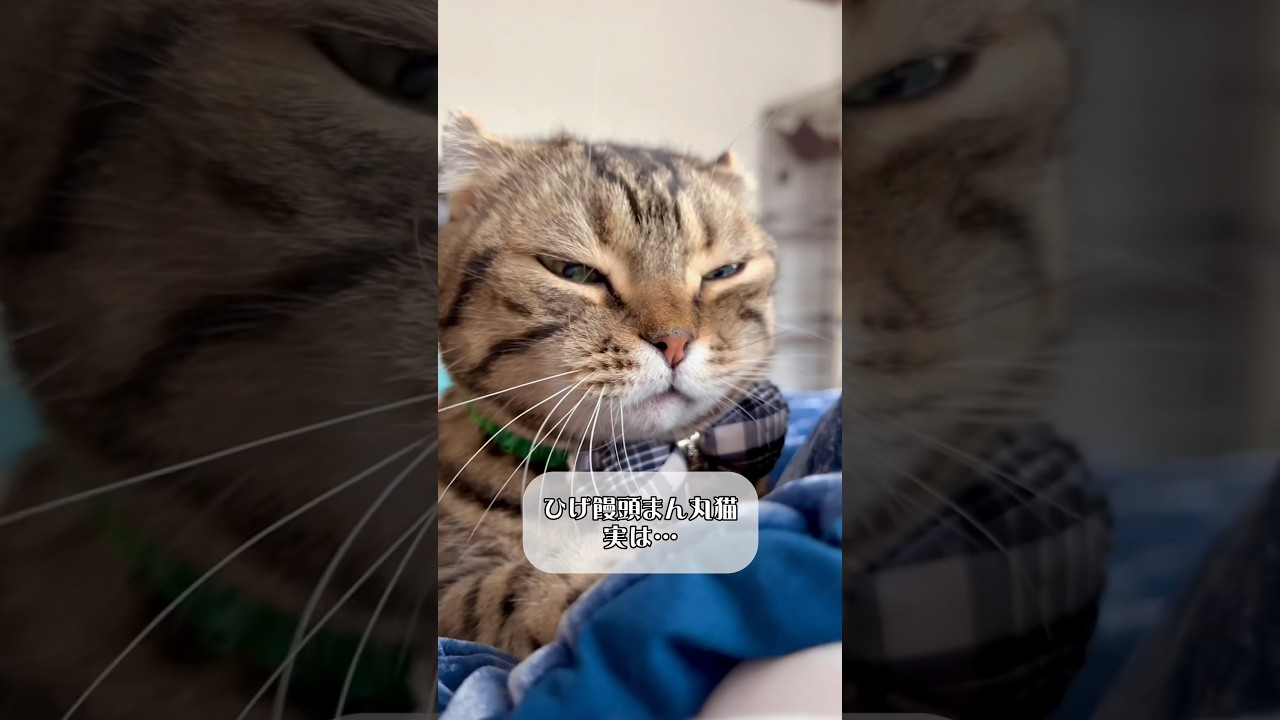 頭を踏みつけられて喜ぶ猫www