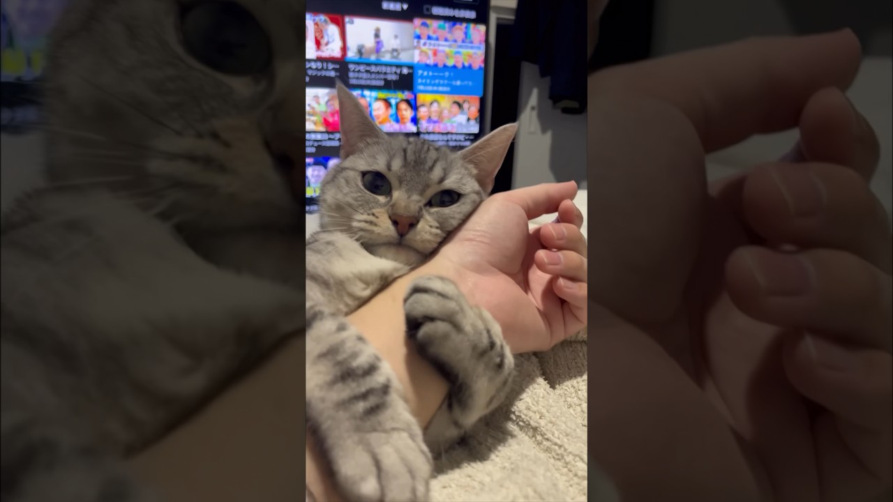 【猫動画】テレビに夢中なパパを振り向かせようと必死な猫www#shorts