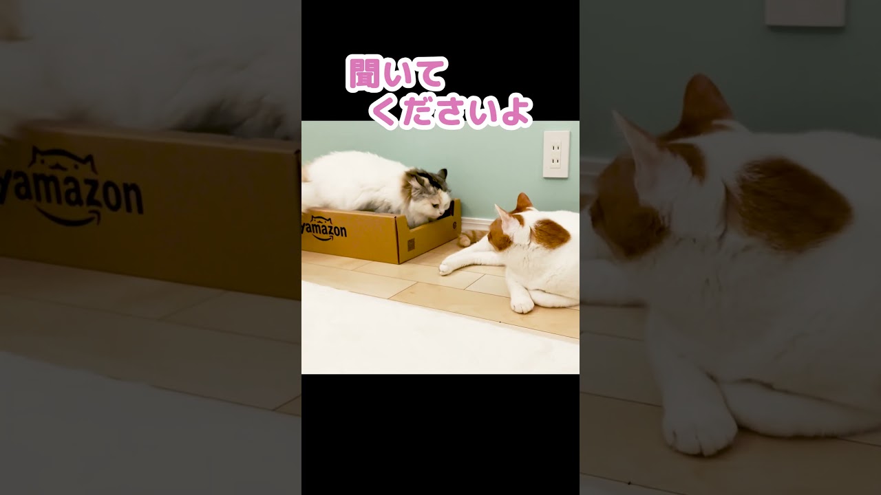 抱き方の雑い奥さんにブチギレする猫 #shorts