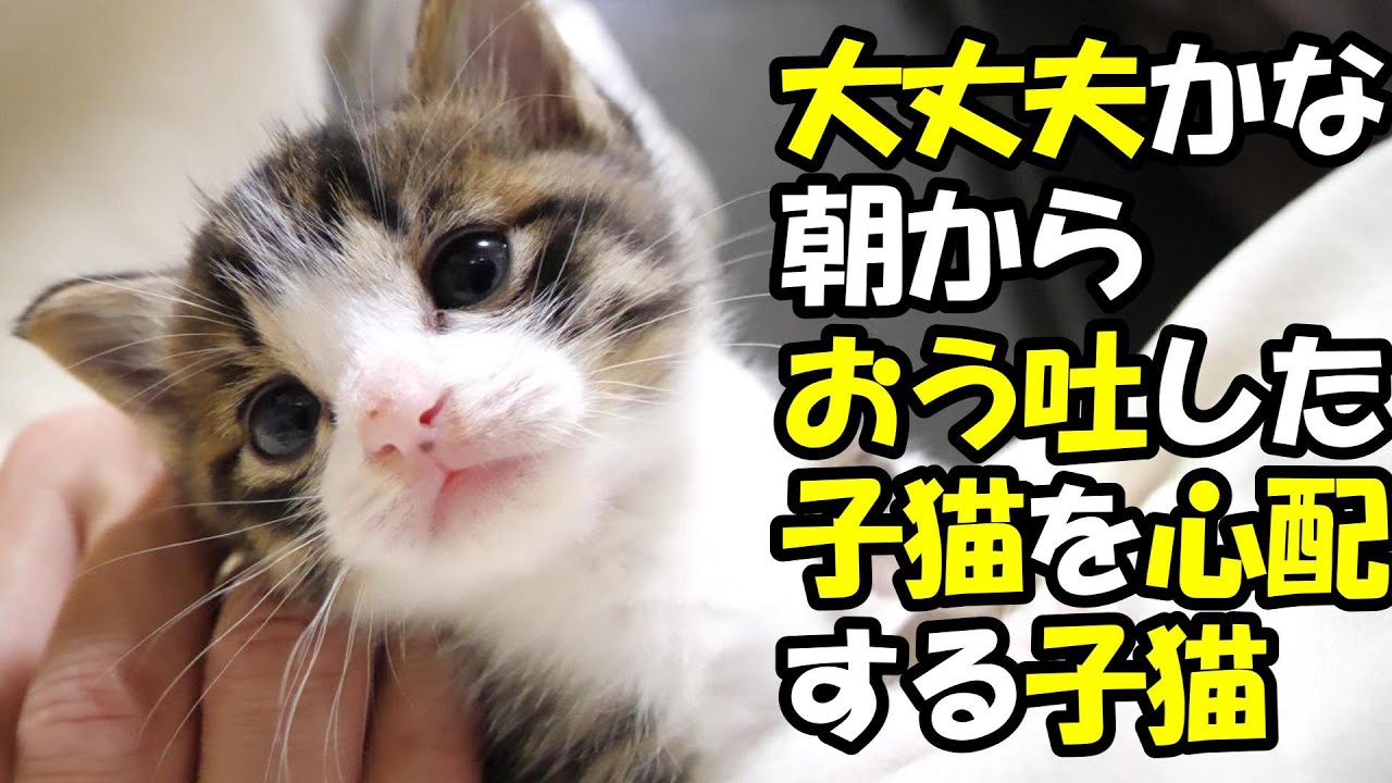 おう吐した子猫を病院へ。その後は少しずつご飯を食べれるようになる【赤ちゃん猫　保護猫】