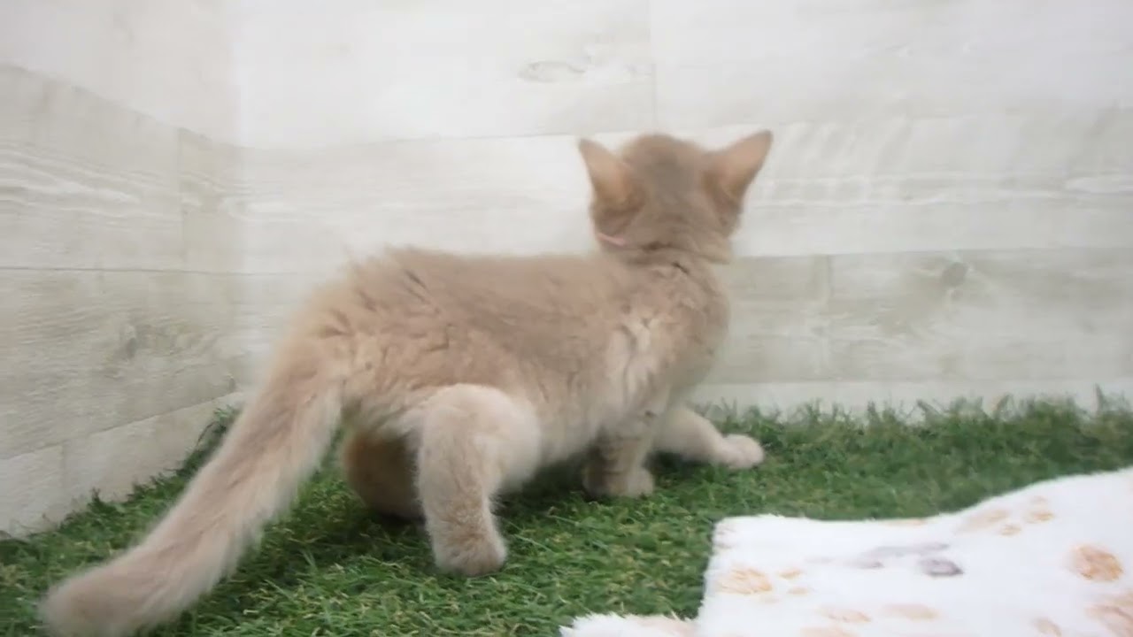 ペットショップcoo&riku No.00640931 ソマリ