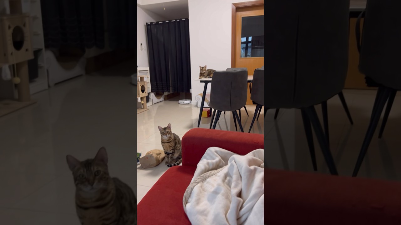 たくさんの猫たちに囲まれて幸せ【ベンガル スフィンクス猫】