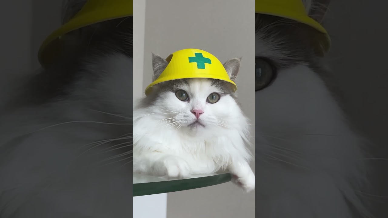 リアル現場猫 #cat #ragamuffin #ラガマフィン #猫 #現場猫 #仕事猫 #shorts