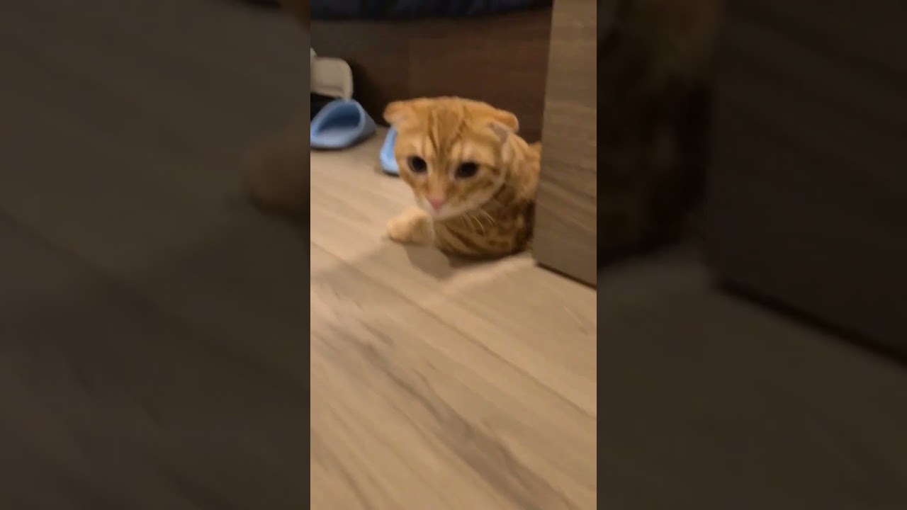 後退りに慣れすぎてまたワニワニパニックになるぬこ【コモドンの観察日記】 #キンカロー #猫 #cat