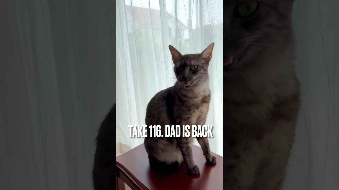 【#犬みたいな猫】#大好きなパパ の帰りを教えてくれる😸 #猫の鳴き声 #エジプシャンマウ #猫 #ねこ #ねこのいる生活 #shorts