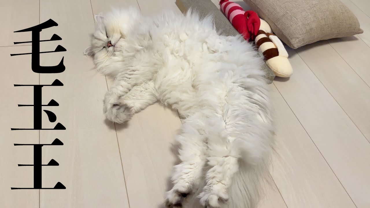 【湿気】ペルシャ猫 雨の日続くと 毛玉王
