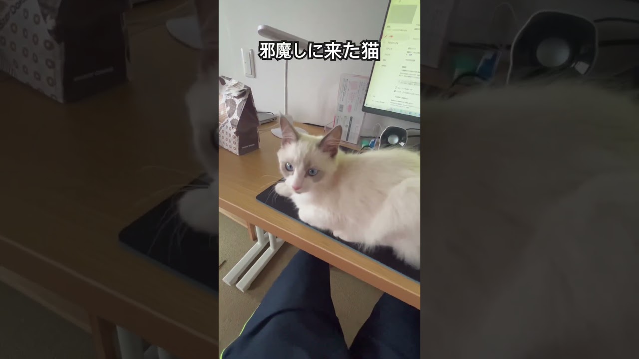 【ラグドールのわたげ】かまって欲しくて目の前で寝る猫#shorts #猫 #ラグドール
