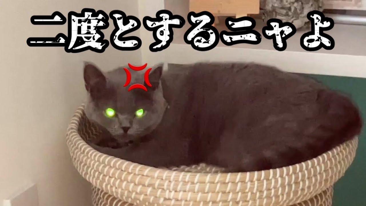 理不尽な飼い主に怒る猫【ブリティッシュショートヘア】