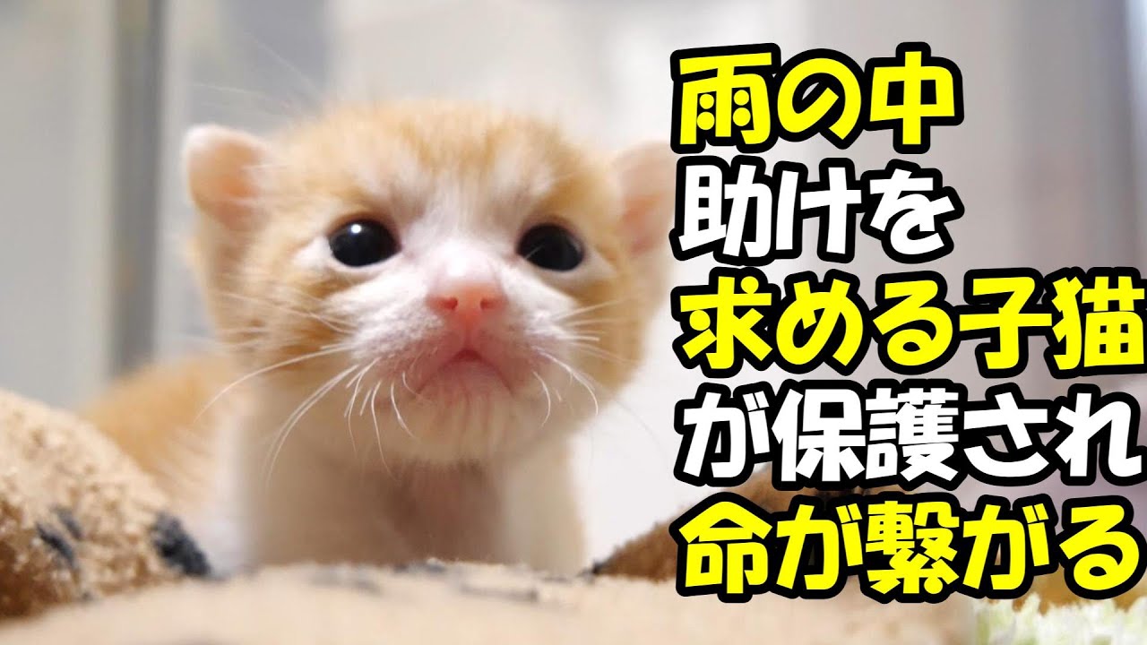 雨の中、助けを求める子猫が保護されました【赤ちゃん猫　保護猫】