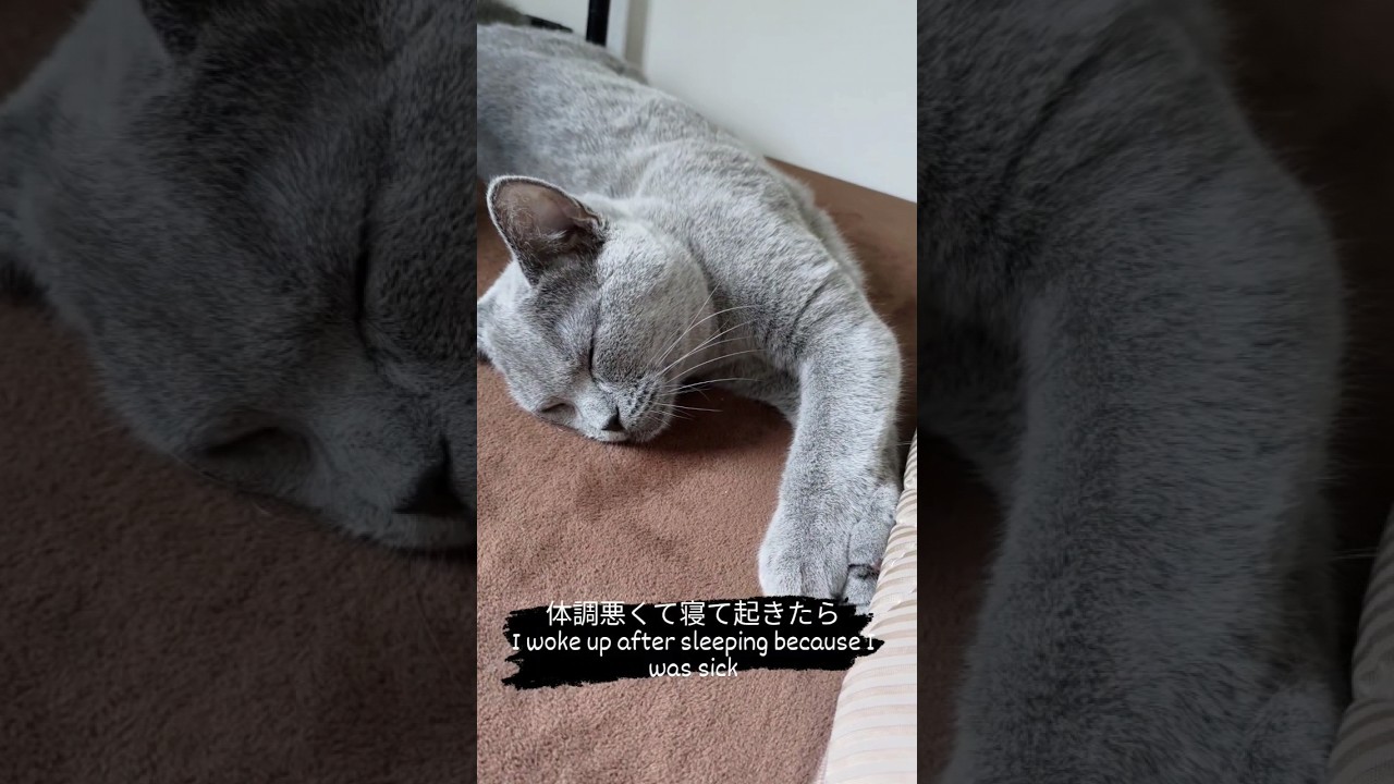 優しい猫（gentle cat）