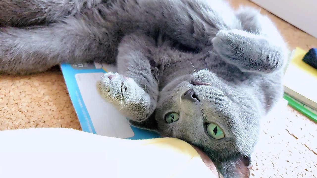 【猫動画】今日も可愛く邪魔をするロシアンブルー【russianbule】Cute and disturbing Russian Blue today