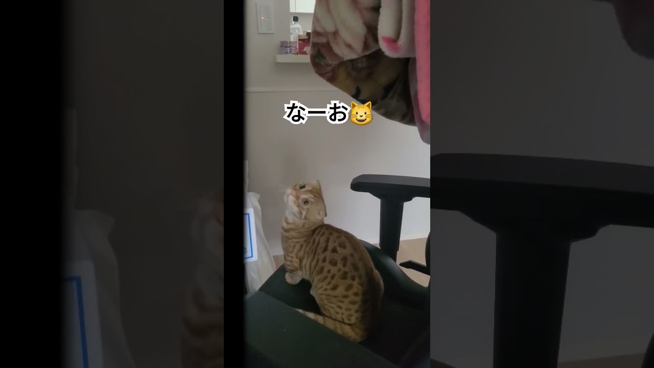 我が家のぬこが天井にいる蜘蛛を見つけた結果【コモドンの観察日記】 #キンカロー #猫 #cat