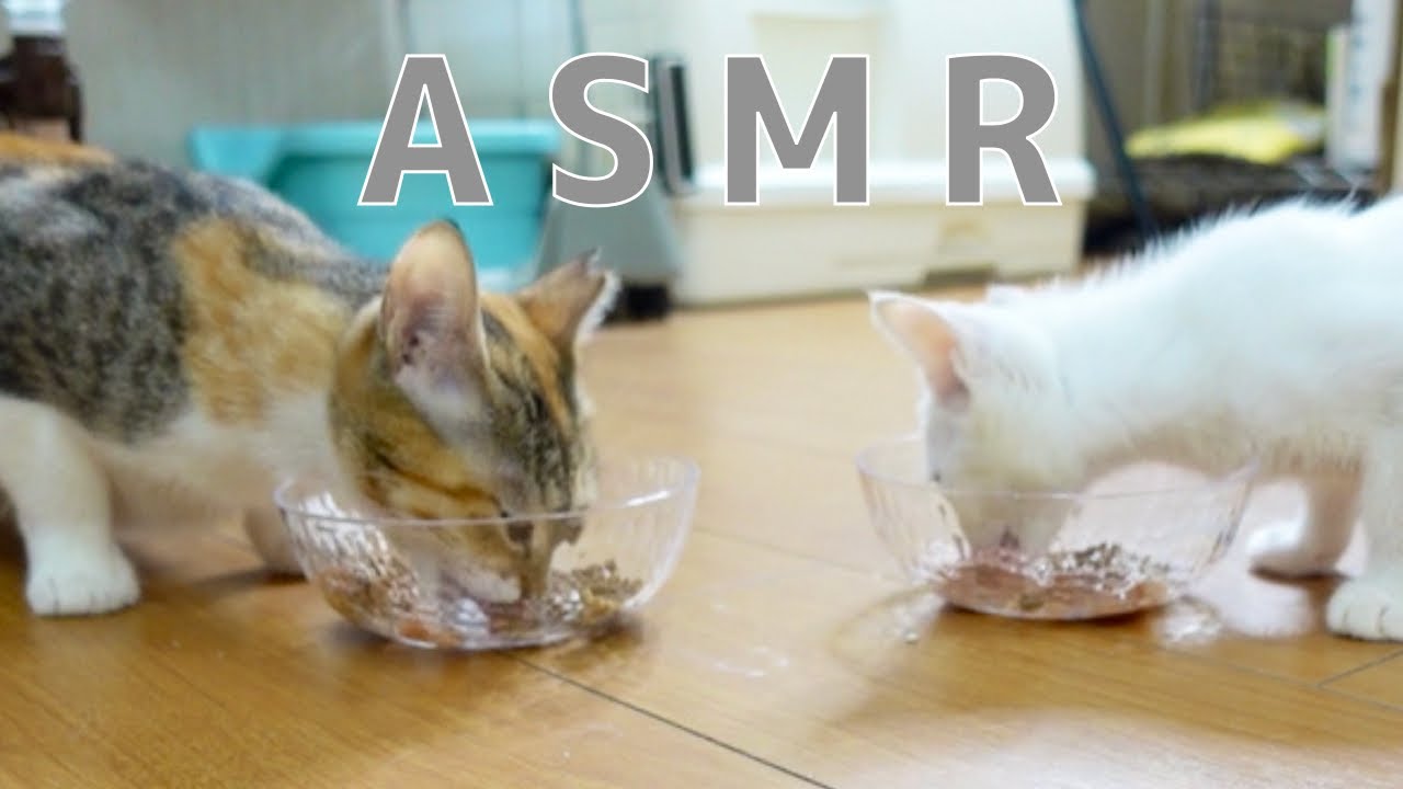 【ASMR】耳が幸せになる子猫の咀嚼音