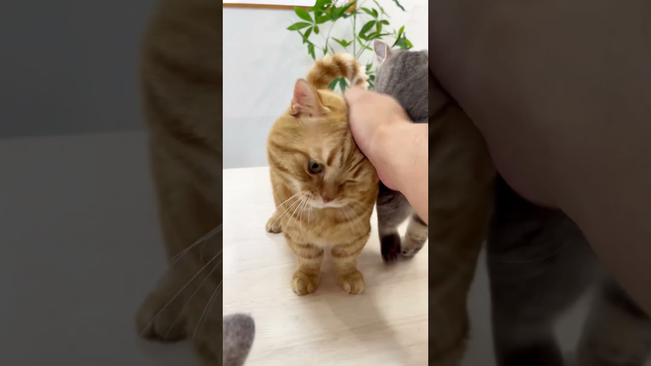 猫がベルを鳴らせるって本当？ #shorts