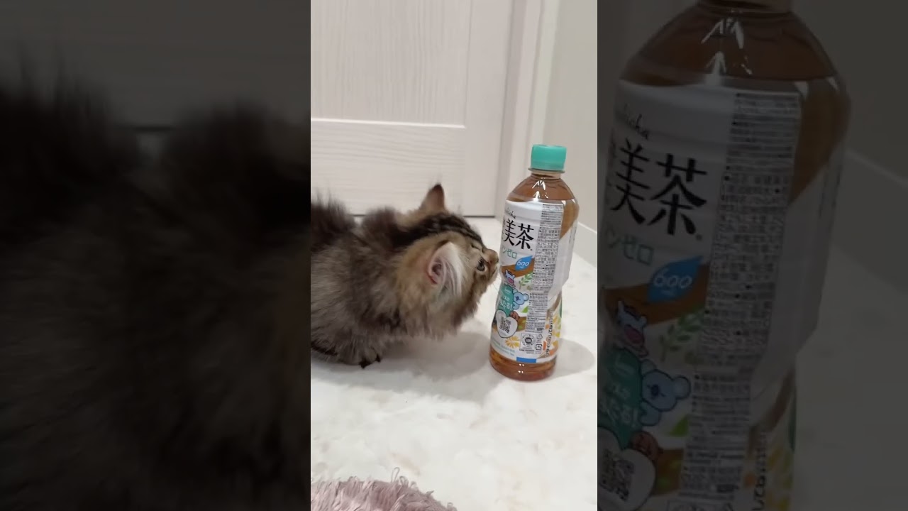 【キンカロー子猫】お値段見直し🎵ゴロニャン極短足男の子