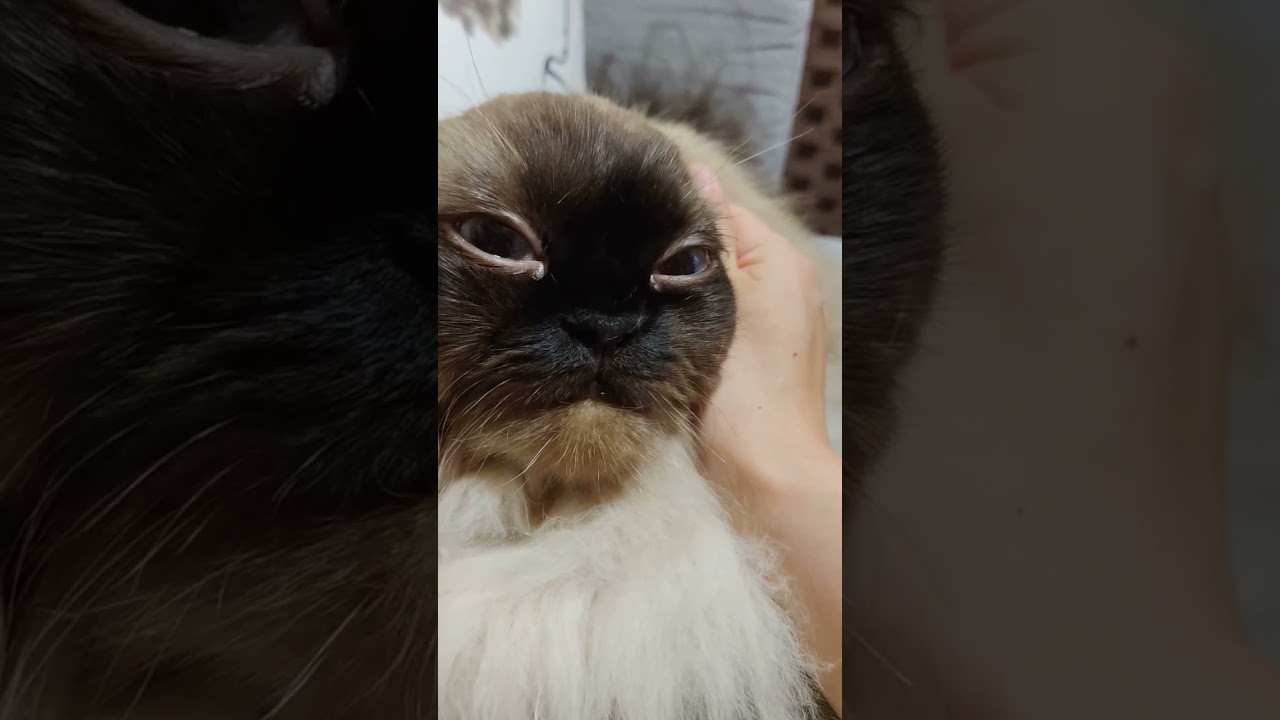 【ヒマラヤン】耳をなくすと宇宙人顔になる猫 #ヒマラヤン #ペルシャ #猫 #ペット