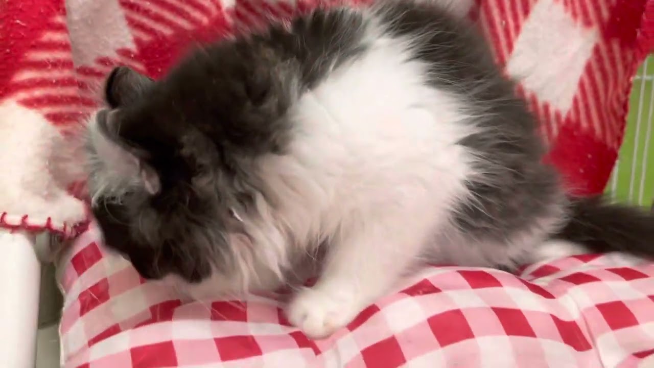 アメリカンカールちゃん