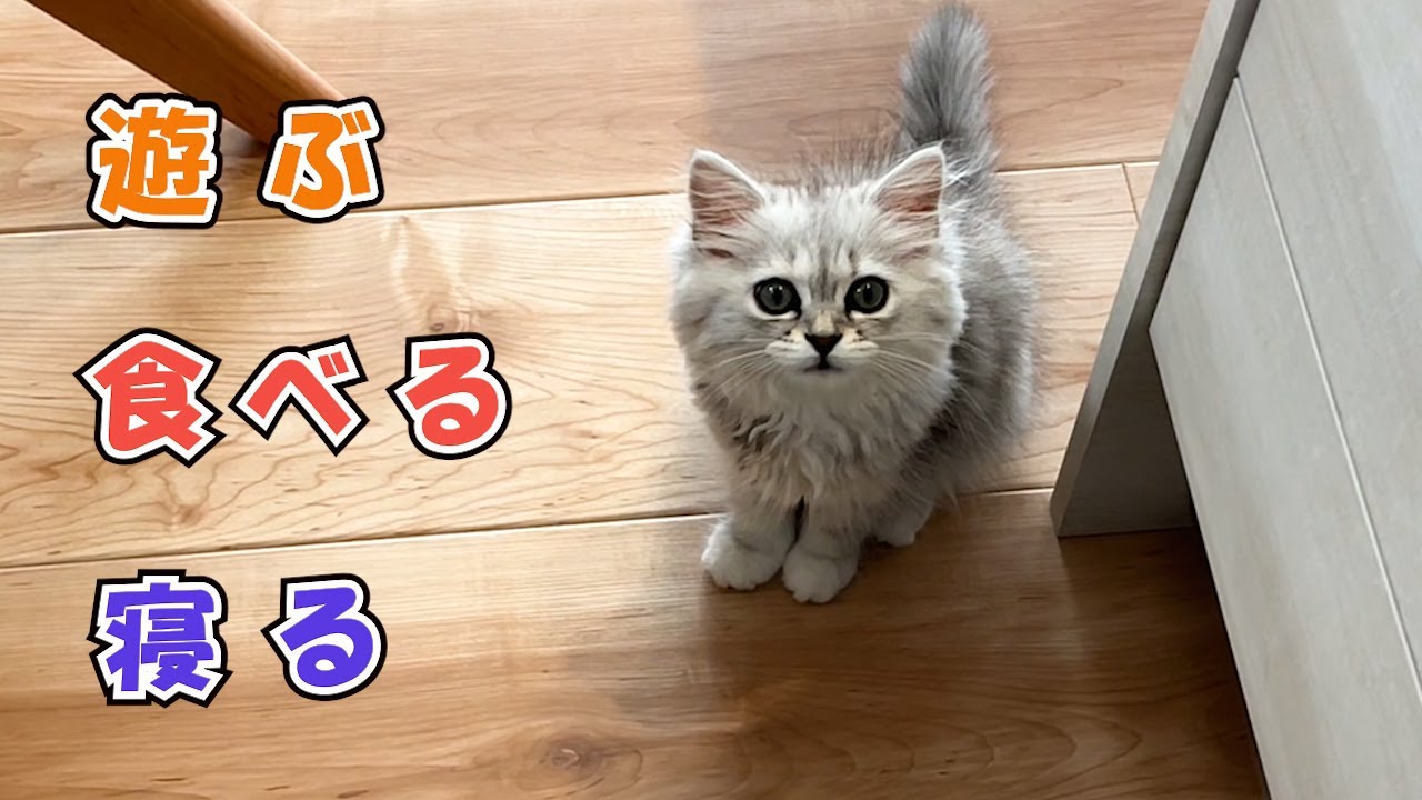 食事の後に変わったしぐさをする子猫【サイベリアン】