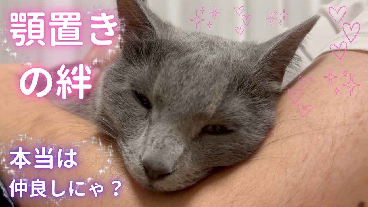 パパとそらの隠された絆とは？（ロシアンブルー）