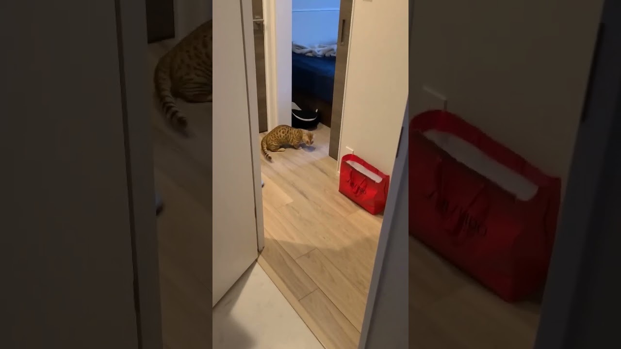 ほんのりやんのかステップをかましたと思ったら逃げられました【コモドンの観察日記】 #キンカロー #猫