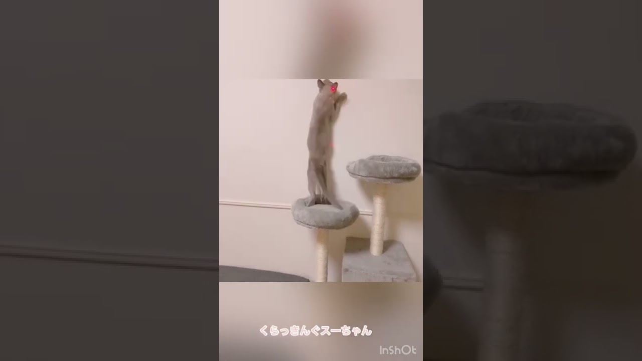 【トンキニーズ】スミレ、はじめてのくらっきんぐ