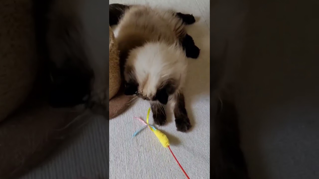 【ヒマラヤン】楽しく遊んでるのに急にスンとなるのやめて #ヒマラヤン #ペルシャ #猫 #ペット