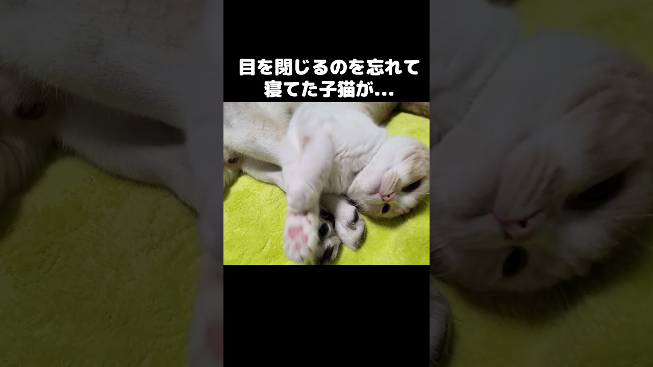 目を閉じるのを忘れて寝てた子猫がこうなった...笑#shorts