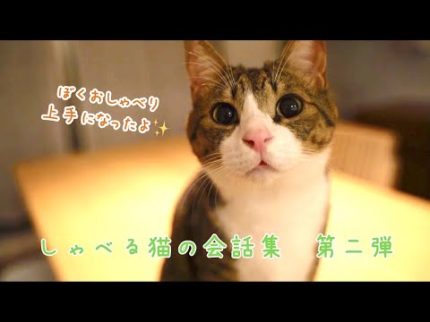 【しゃべる猫総集編 vol2】保護した仔猫が日本語を話すようになるまでの成長記録