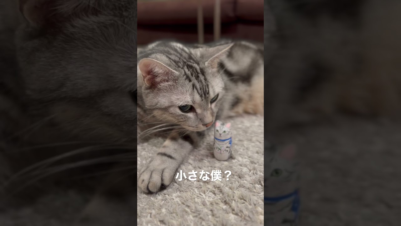 小さな自分を思わずちょんちょんと触る猫　#shorts