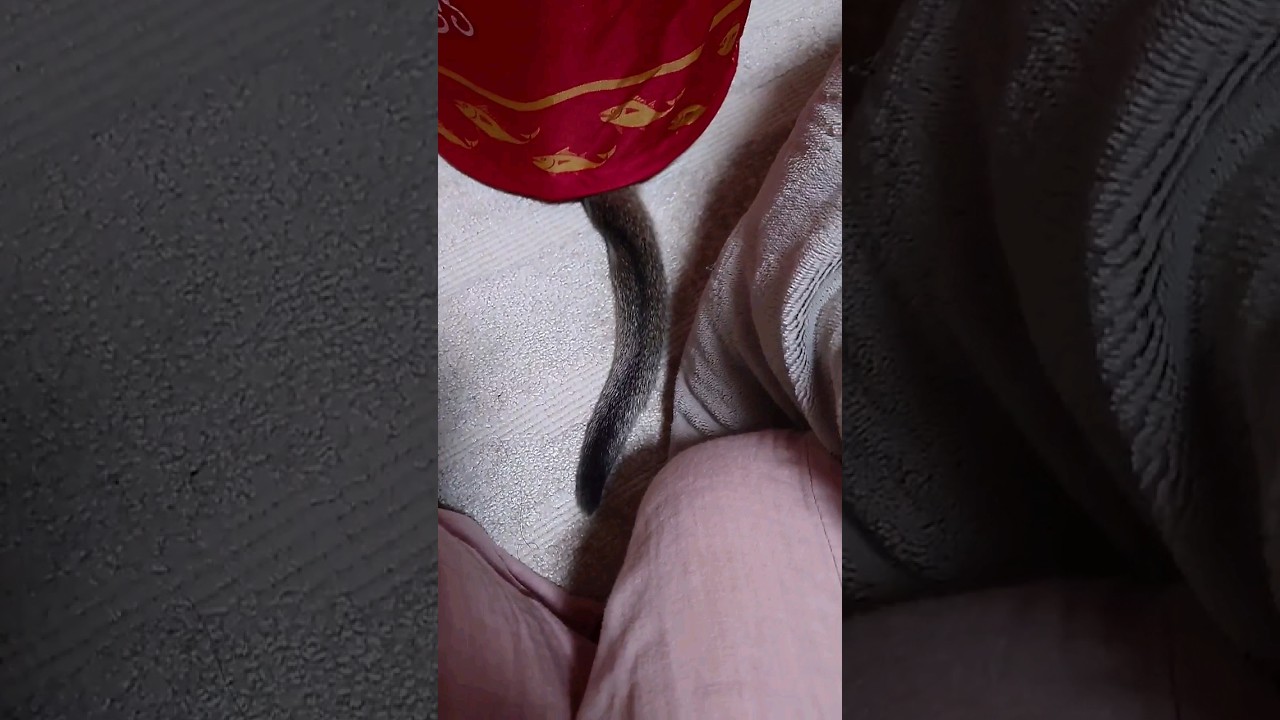 なんか出てる #猫 #かわいい #アビシニアン