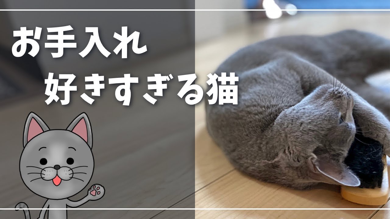 変な猫？ゴロゴロが止まらない自宅お手入れ大好き猫【ロシアンブルー】