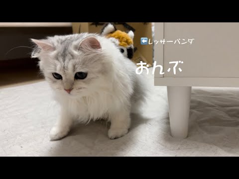 【ペルシャ猫】Amazon開封してたら…かわいすぎて涙がでてきました。😭😭😭