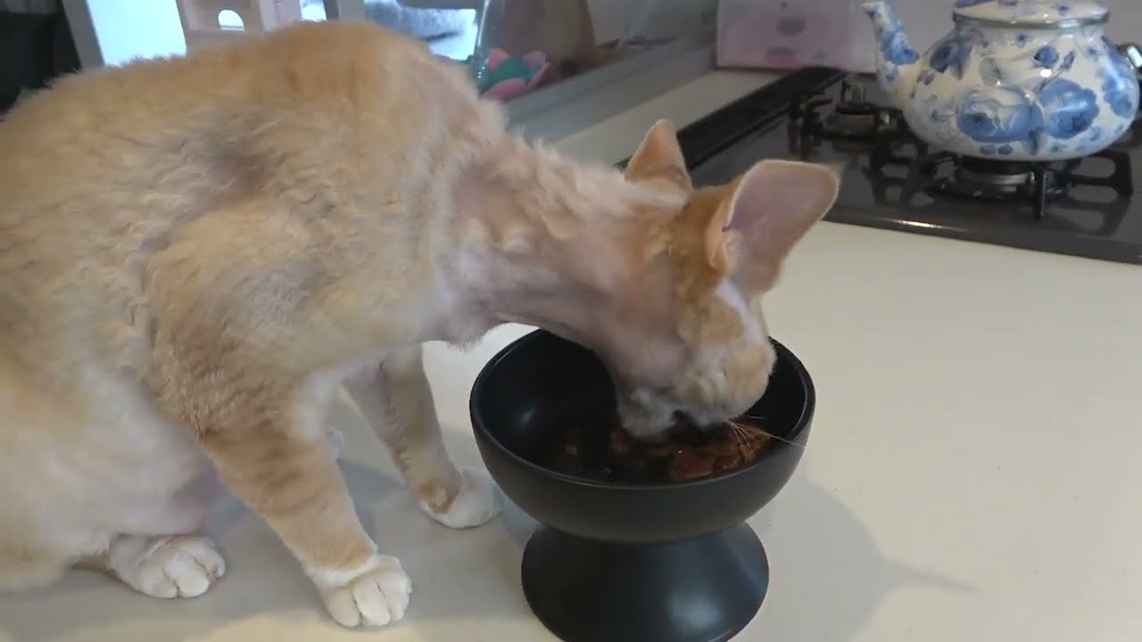 晩ご飯を美味しそうに食べるデボンレックス兄弟(Devon Rex brothers enjoying their dinner )