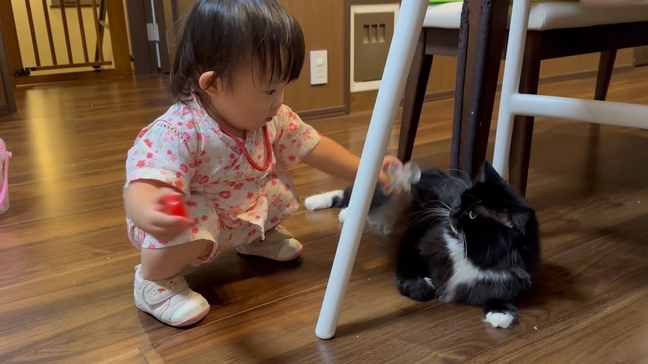 お祭りのオモチャを見せられる猫　ノルウェージャンフォレストキャット　ラガマフィンA cat being shown a festival toy. Norwegian. Ragamuffin