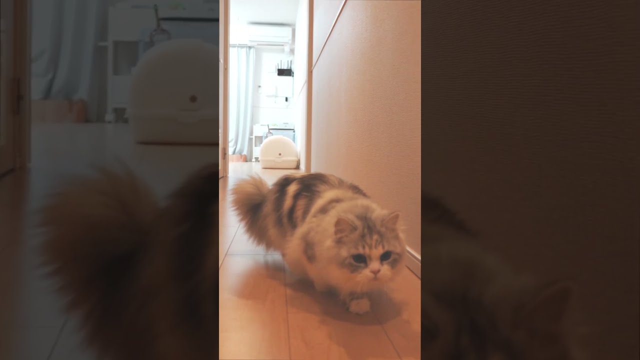 ミヌエットが助太刀にやってきました