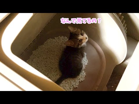 【子猫注意】全自動トイレを使って見た結果・・・