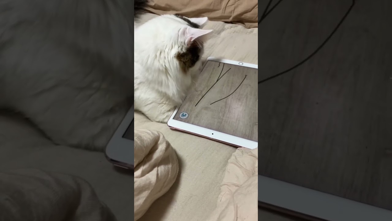 ノルウェー猫にiPadのアプリで遊ばせたらちょっと、想像外だった！ #ノルウェージャンフォレストキャット #猫のいる暮らし #ねこのいる暮らし