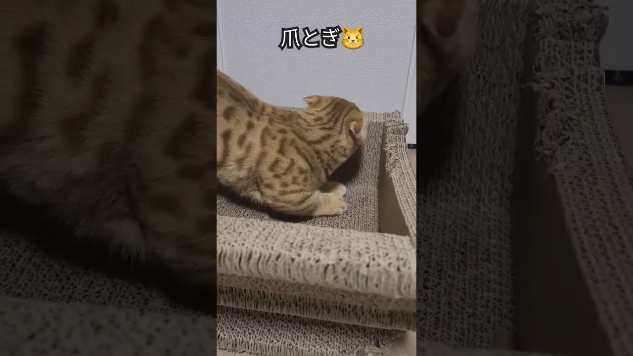 遊びたいのか爪とぎたいのかハッキリしないぬこ【コモドンの観察日記】 #キンカロー #猫