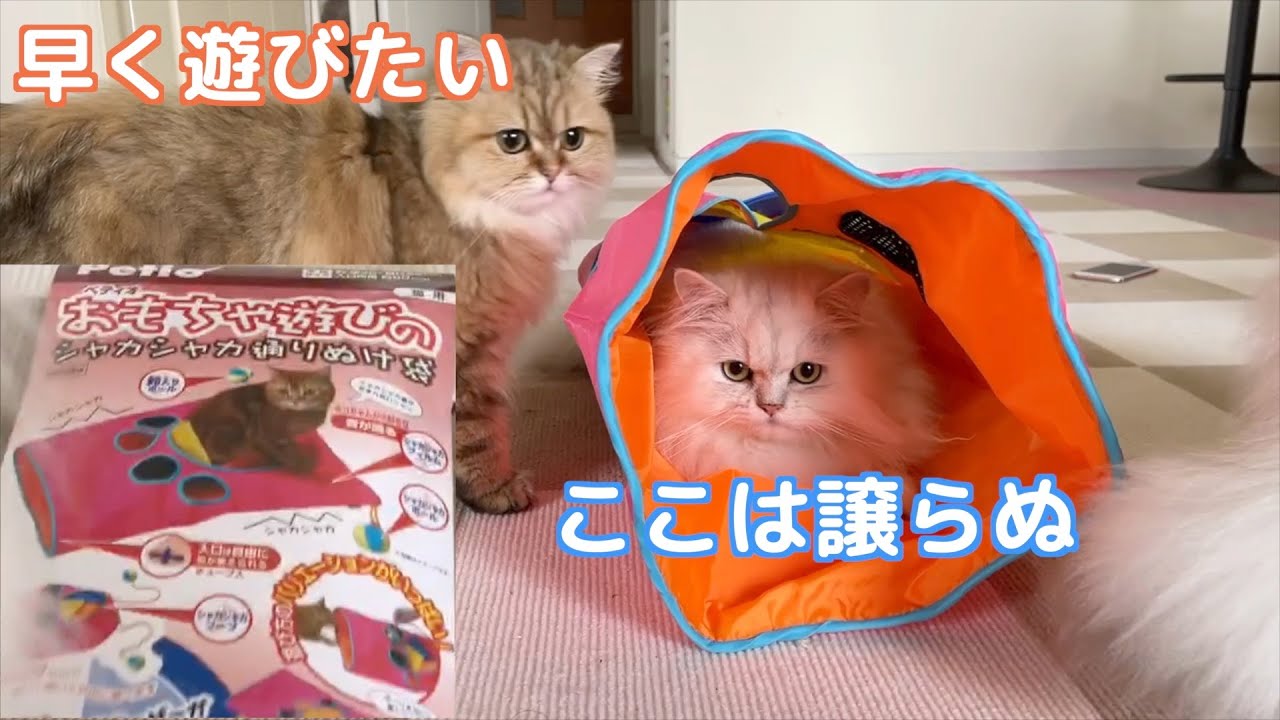 【ペルシャ猫】シャカシャカ通りぬけ袋！通りぬけずに大渋滞！！
