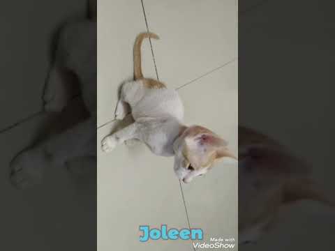 Joleen #cat_lovers #cuteanimals