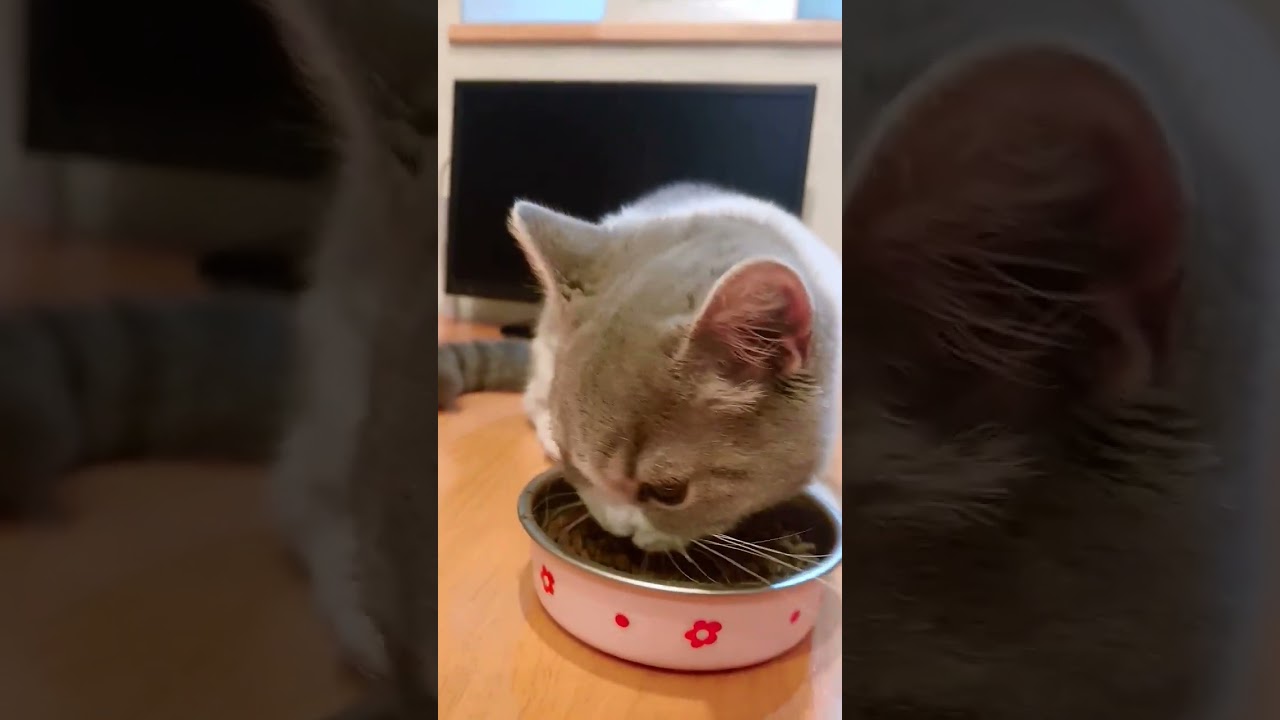 【マンチカン】まんまをちょうだいする!ゆめ!日本猫!I love cat!