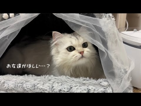 【ペルシャ猫】ツンデレ王国のお姫様👸💖お友達を作ろうの巻