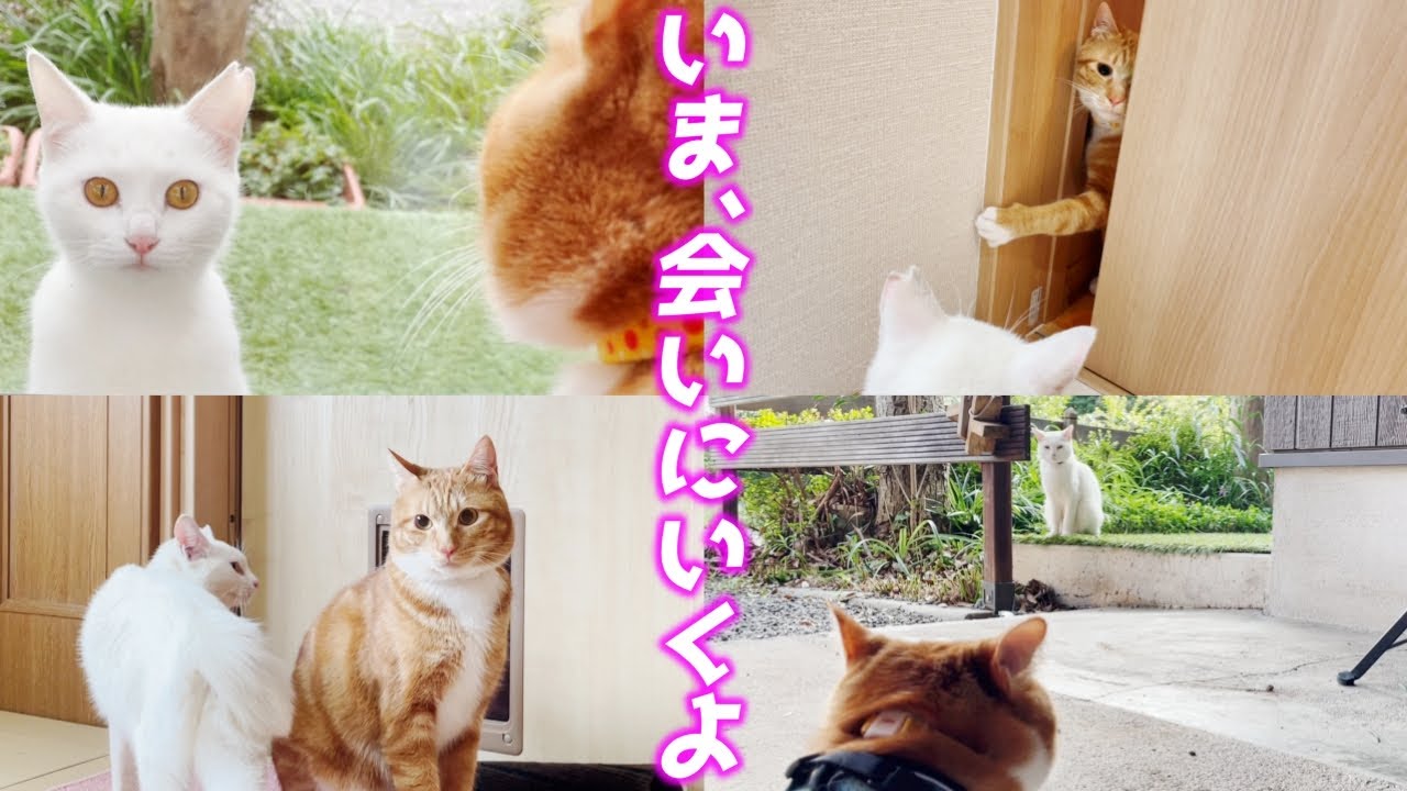 【散歩】末っ子猫が長年思い続けた庭子猫とついに外で出会ったのですが…！[いきる君とクウちゃん]