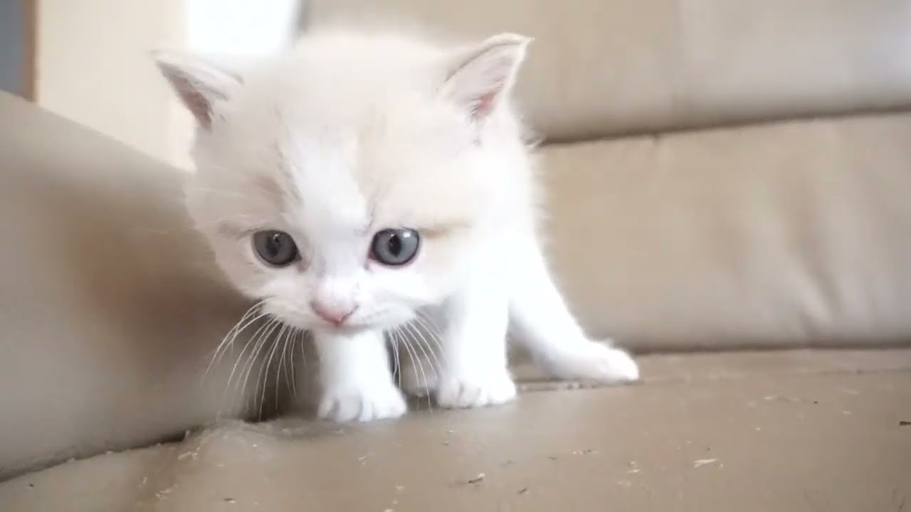 セルカークレックス子猫　2023.6.18産まれ 　クリーム&ホワイト　　男の子　シーダキャット猫のお店